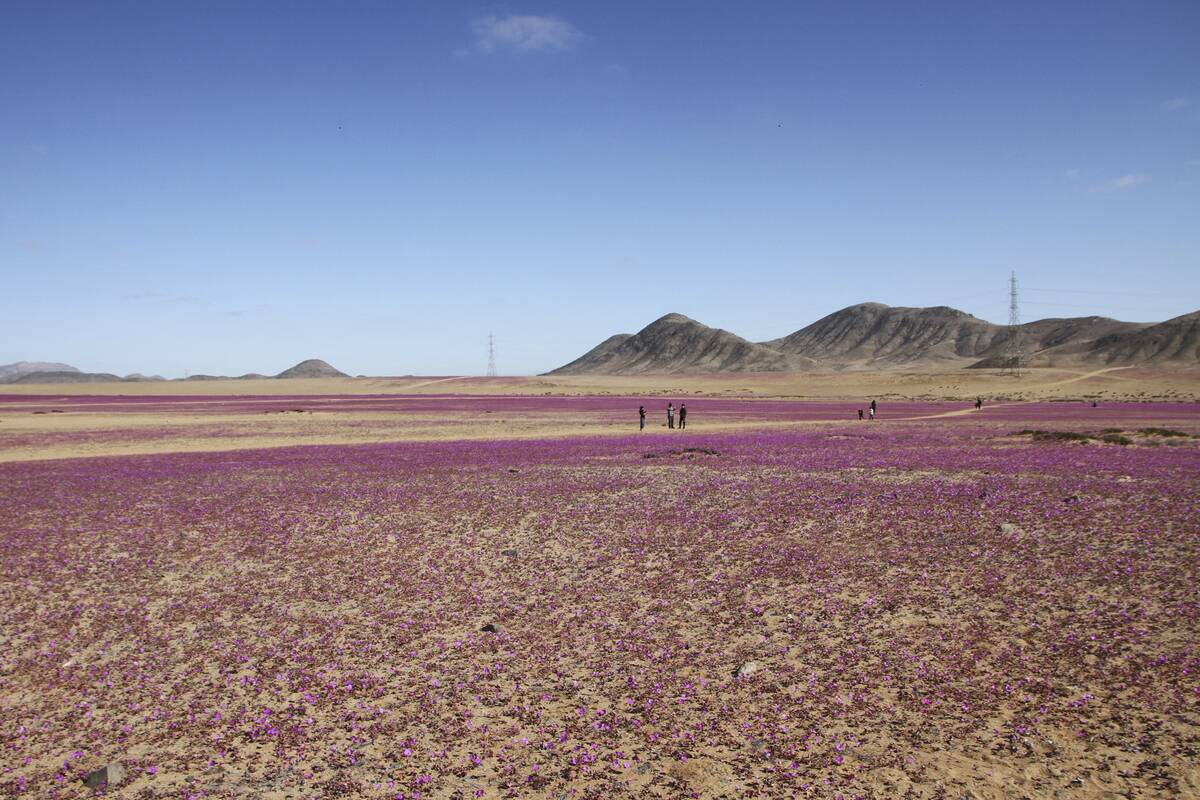 CHILE-ENVIRONMENT-CLIMATE-DESERT-FLOWERING