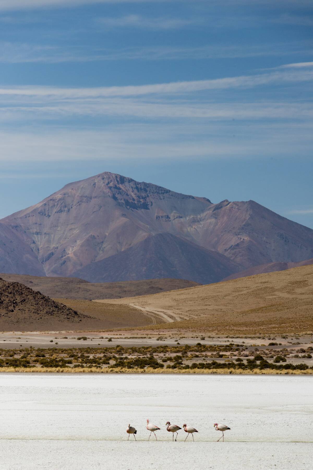 Flamingoes on Laguna Hedionda, Reserva Eduardo Avaroa, Bolvian Desert, Bolivia