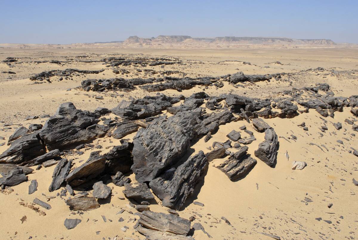 Fossilised palm trees, Jebel Qatrani Formation