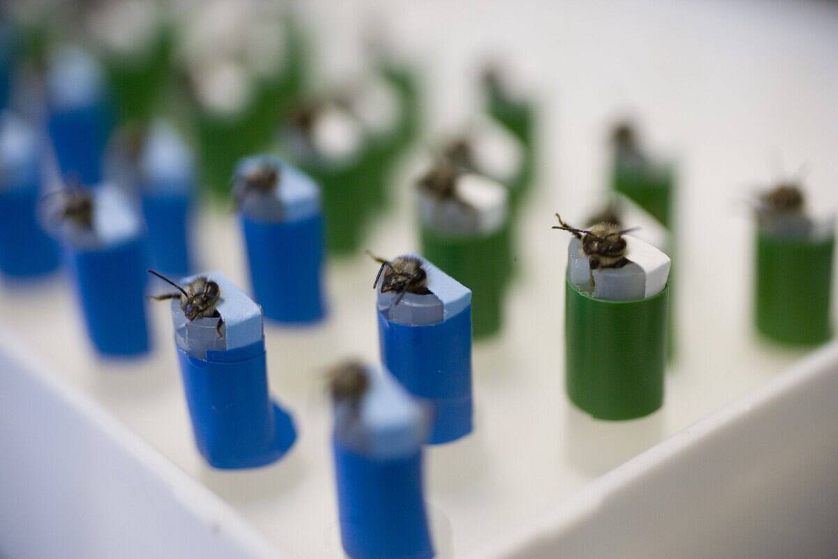 Los Alamos Laboratory Trains Bees To Detect Explosives