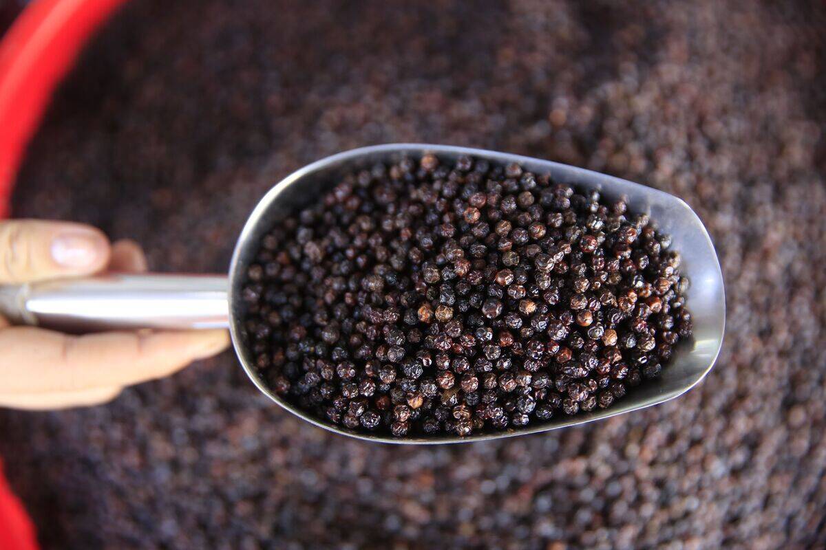 Morning market in Duong Dong town Woman selling black peppercorns Close-up Phu Quoc Vietnam