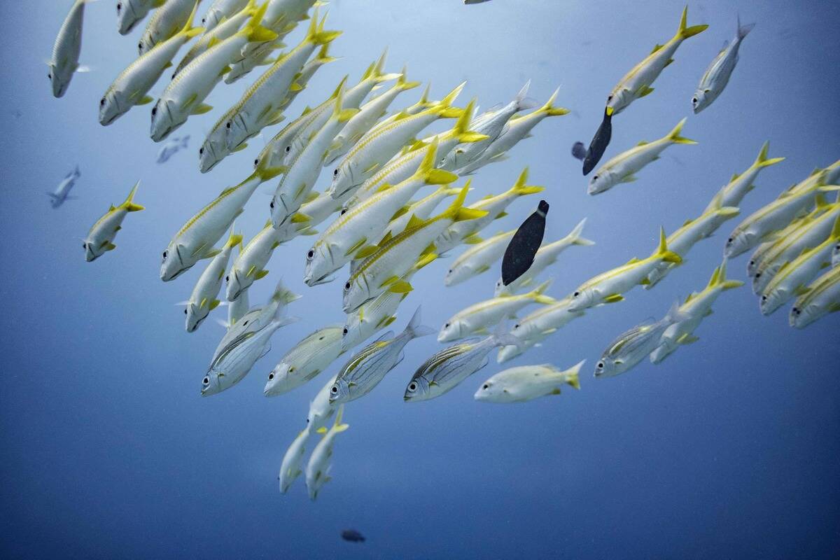 TANZANIA-ZANZIBAR-OCEANS-TOURISM