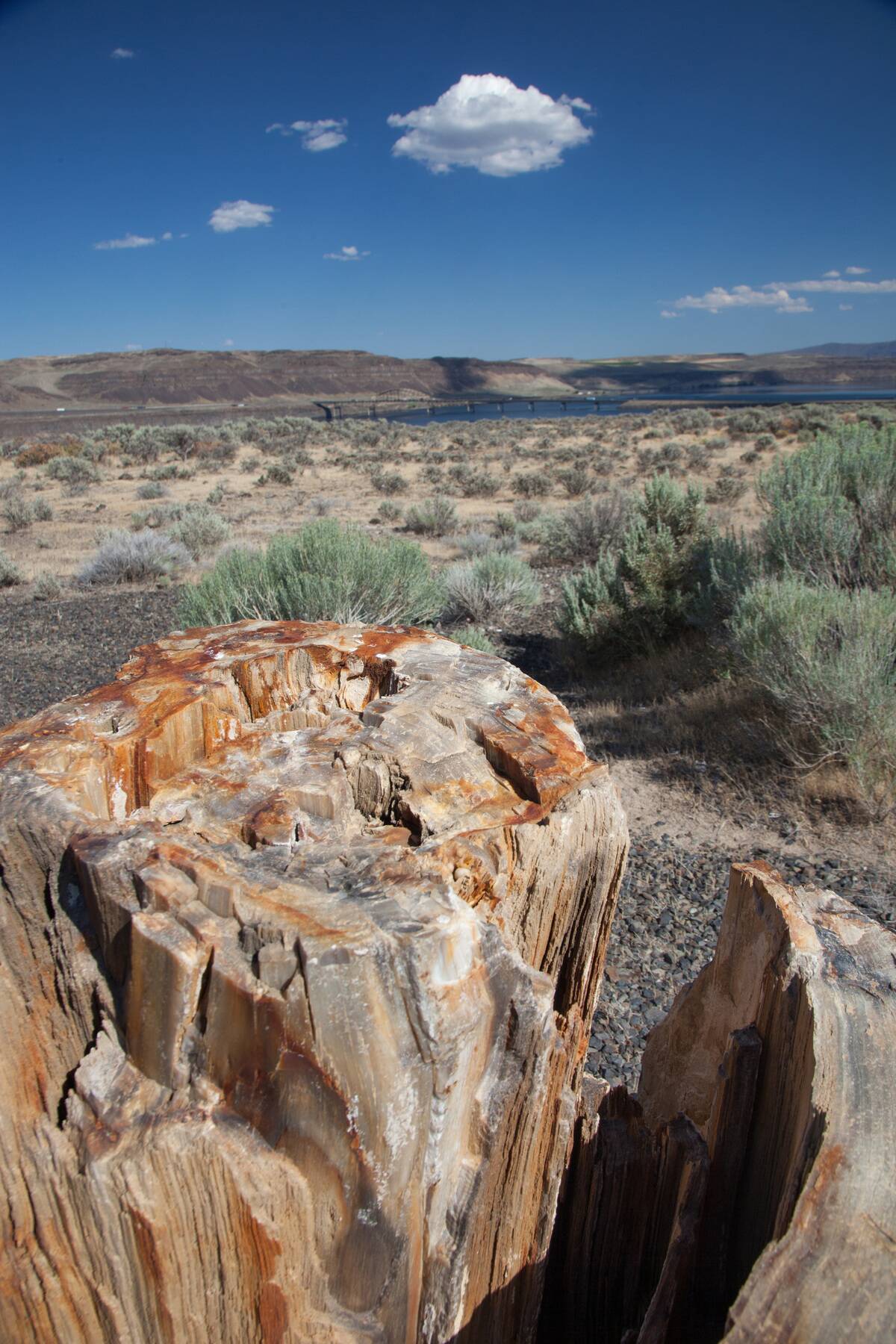 Tree rings in fossilized Miocene-age tree stump, preserved in the Wanapum Basalt of the Columbia River Basalt Group.