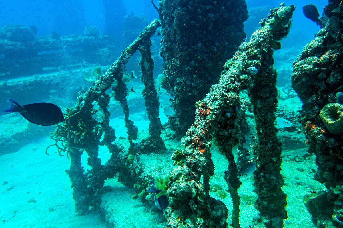 US-ENVIRONMENT-OCEAN-MEMORIAL-REEF