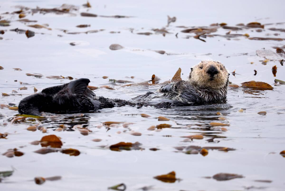 Biden Administration Close To Naming First National Marine Sanctuary Site Designated By A Tribe, Chumash Heritage National Marine Sanctuary