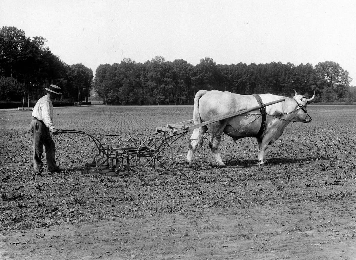 Binage of beets. France, on 1905. BOY-2046
