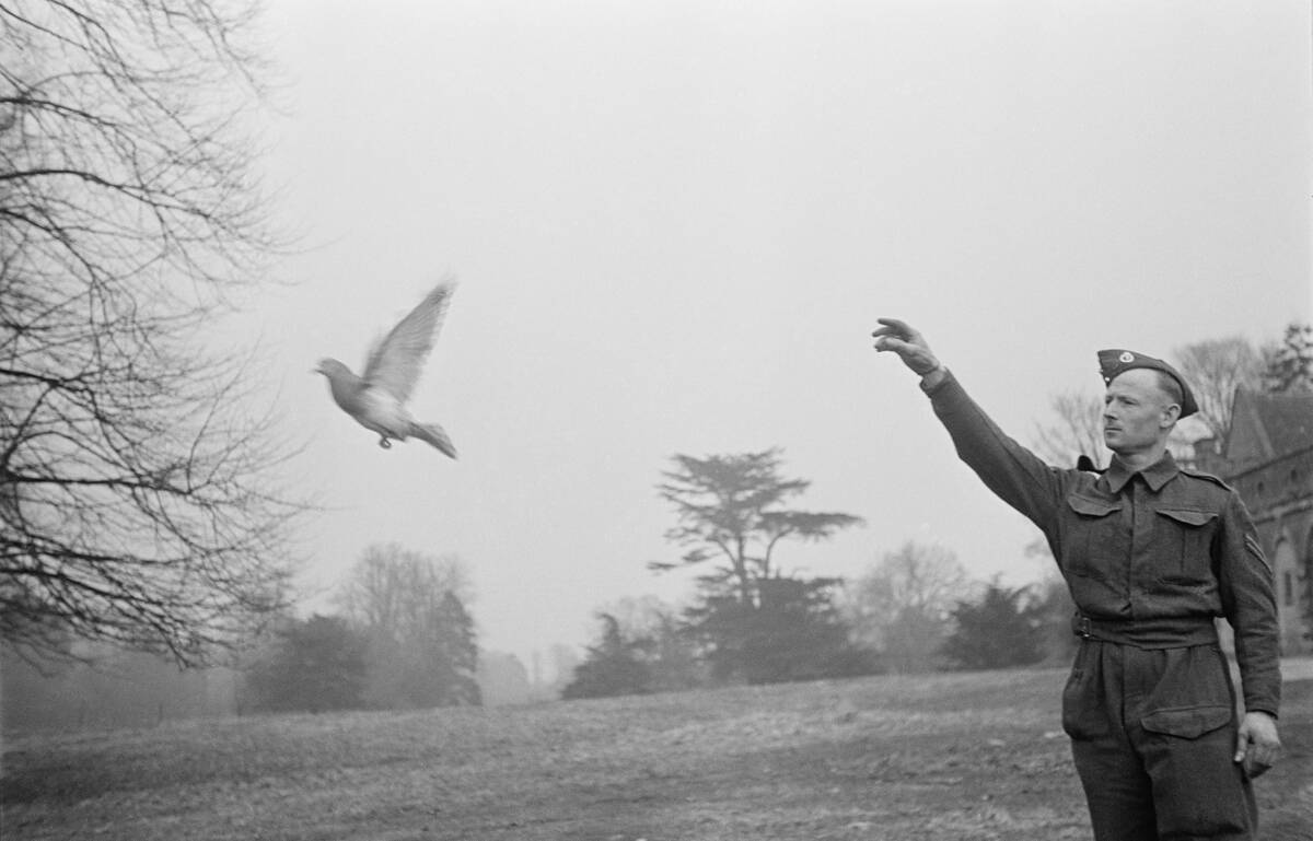 British Army Pigeon