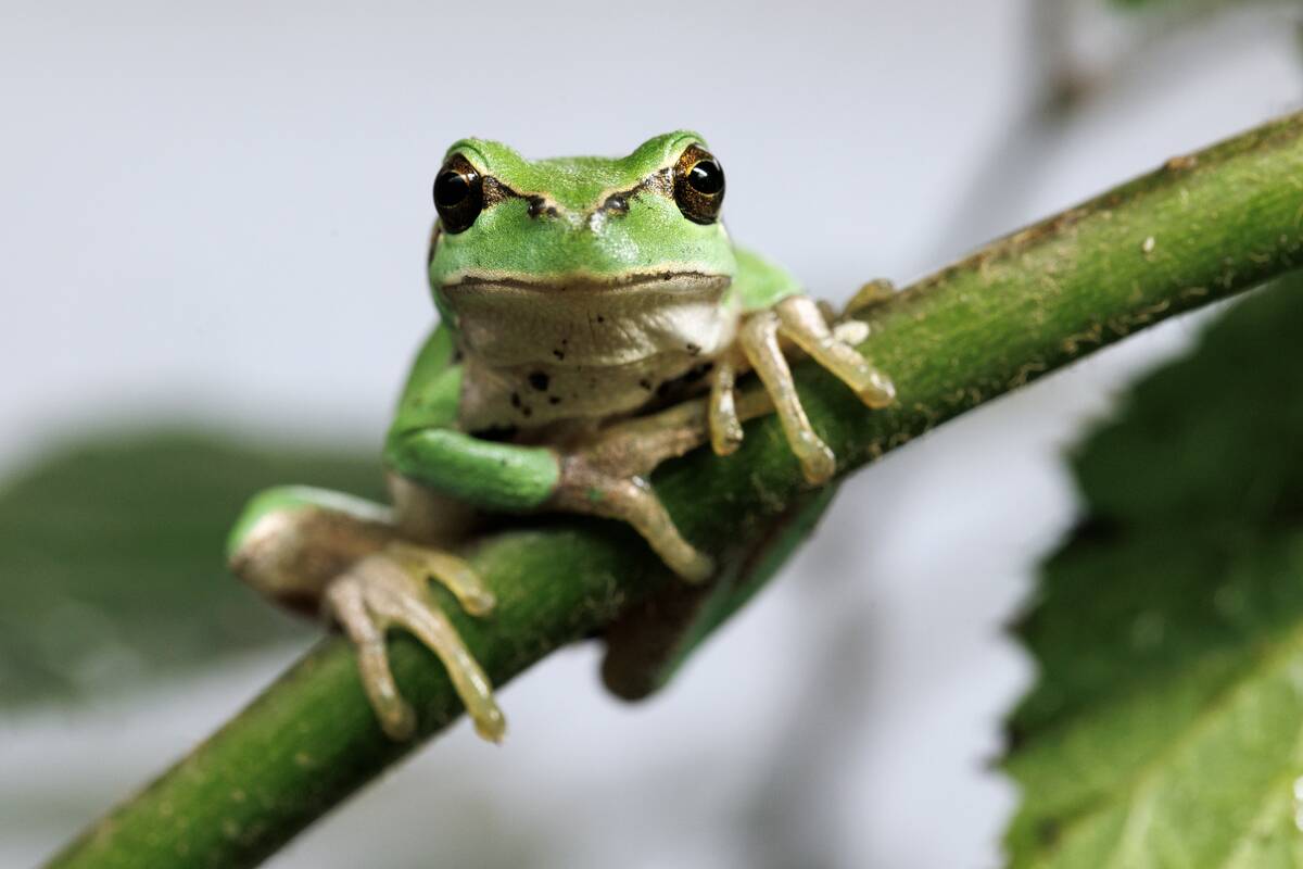 Conservationist Duo Work Towards Reintroduction Of Reptile And Amphibian Species In Britain