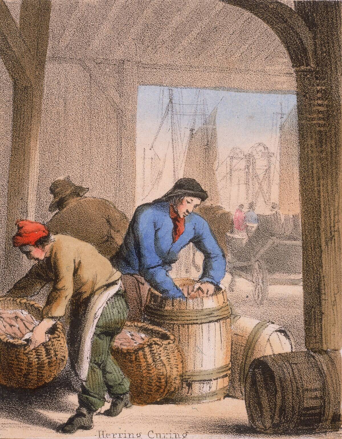 Curing herring by salting andpacking into barrels.