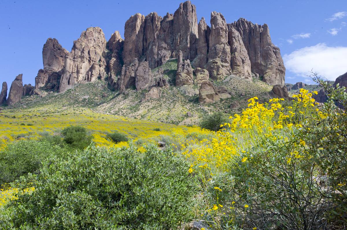 Desert flowers bloom in Arizona