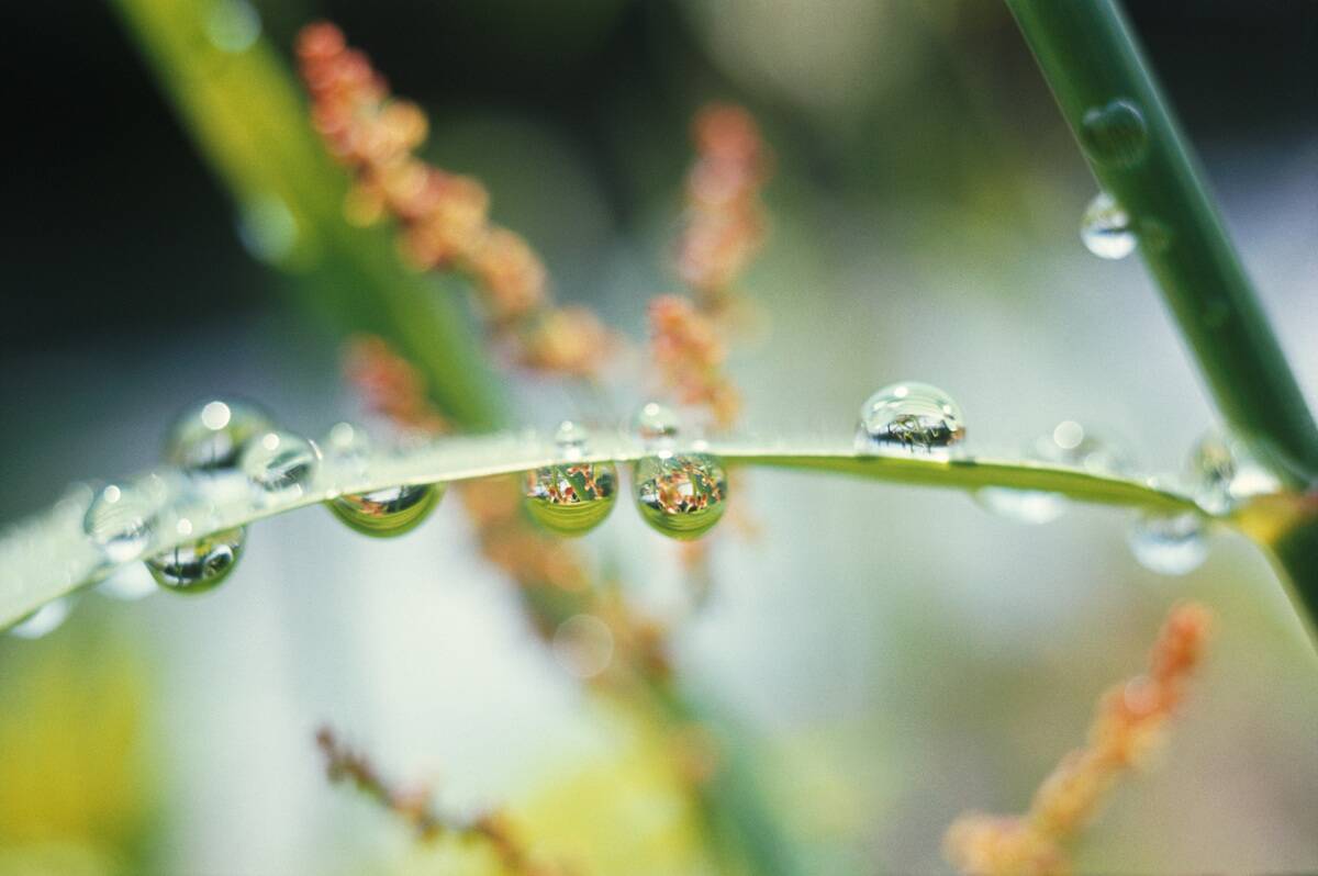 Morning Dew