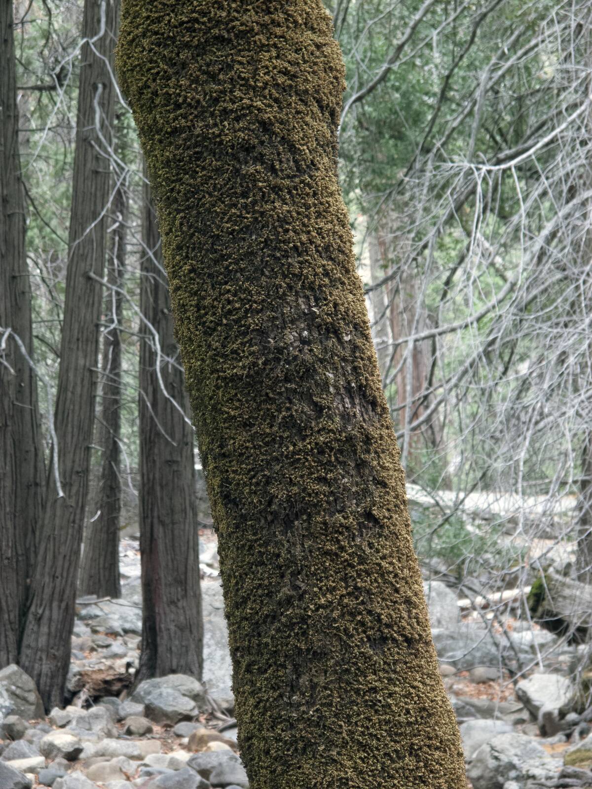 Moss On A Tree