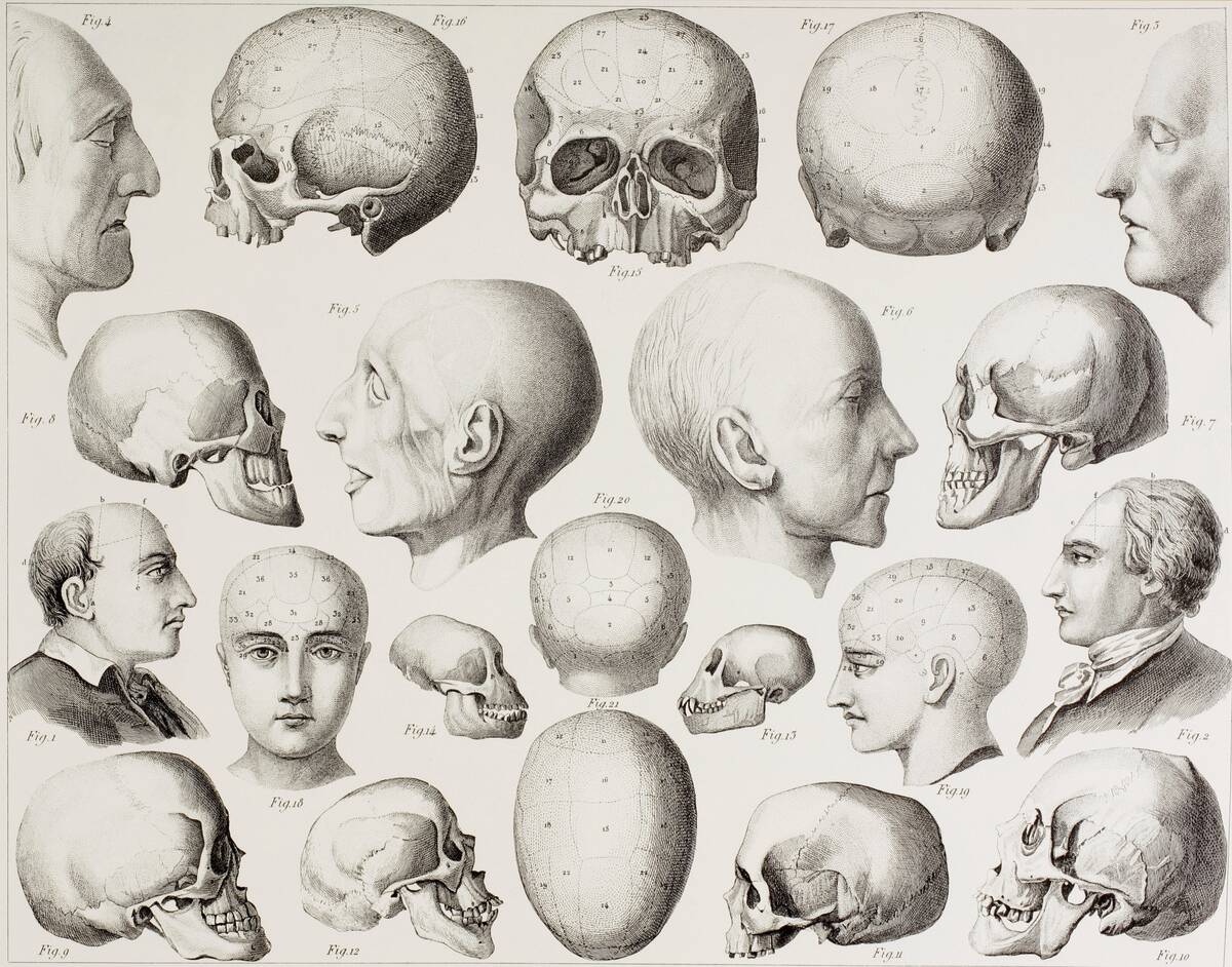 Phrenological Illustration Showing The Psychological Relations Of The Brain