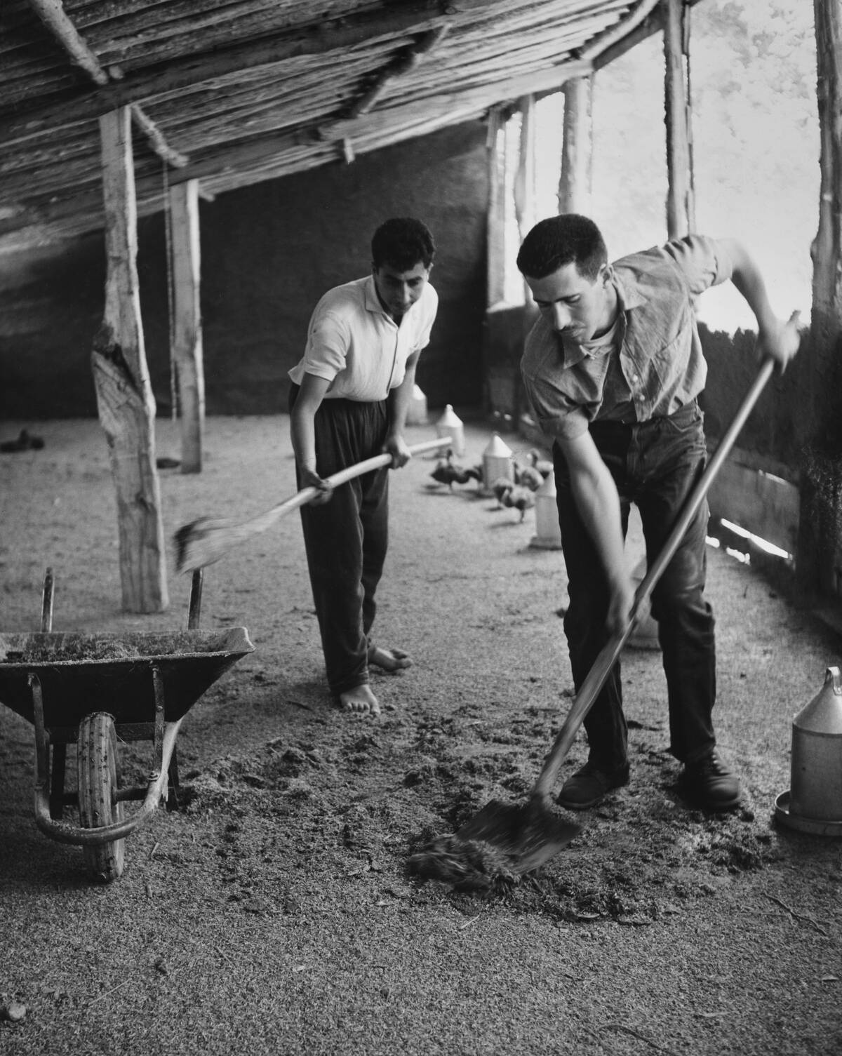 Rearing Ducks In Kuchesfahan, Iran