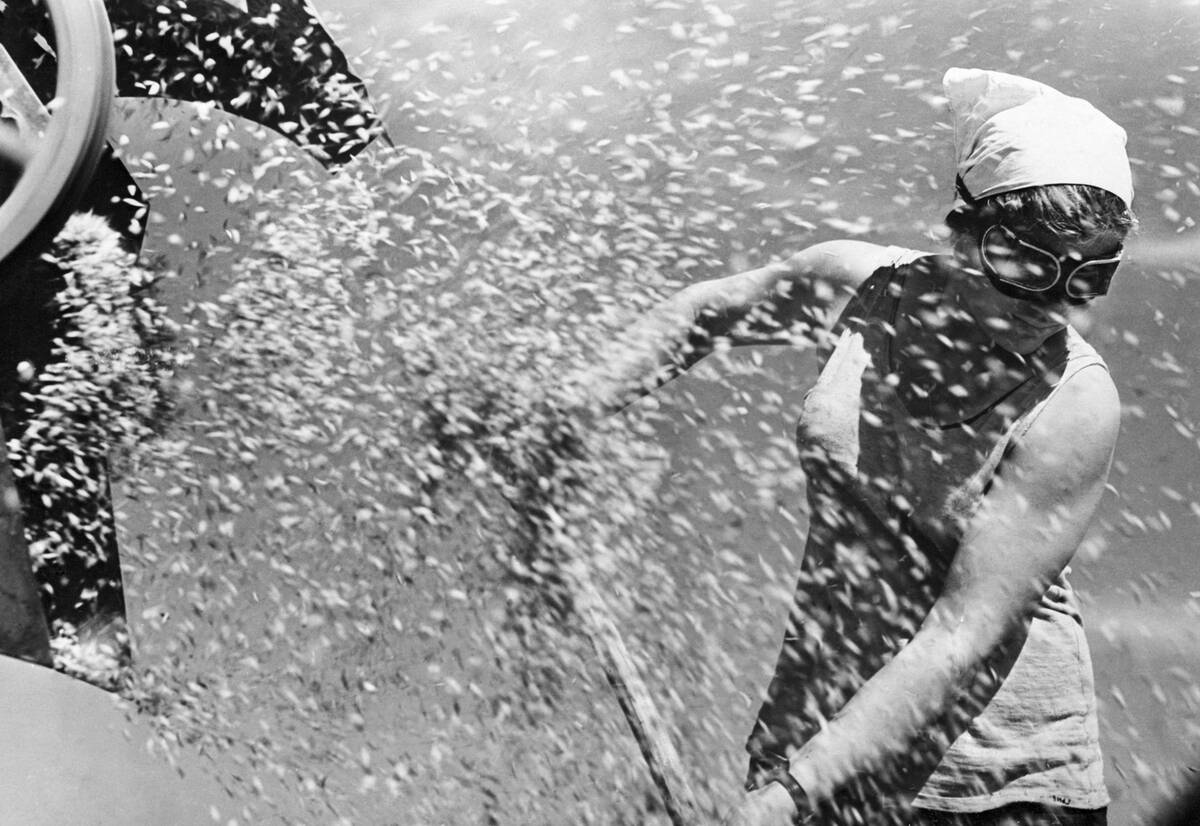 Russian Woman Threshing Wheat