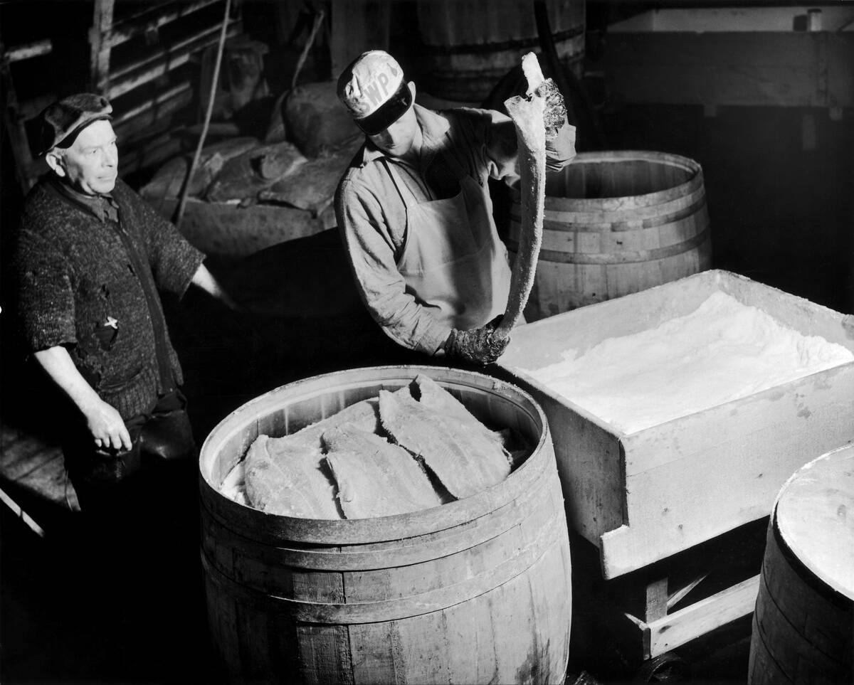 Salting Of Cod In Prince Rupert, Canada, 1950