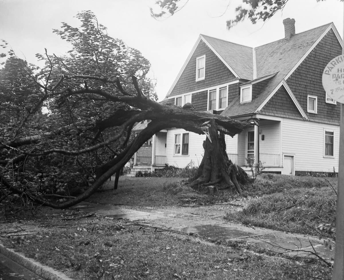 View of Tree Split in Two After Storm