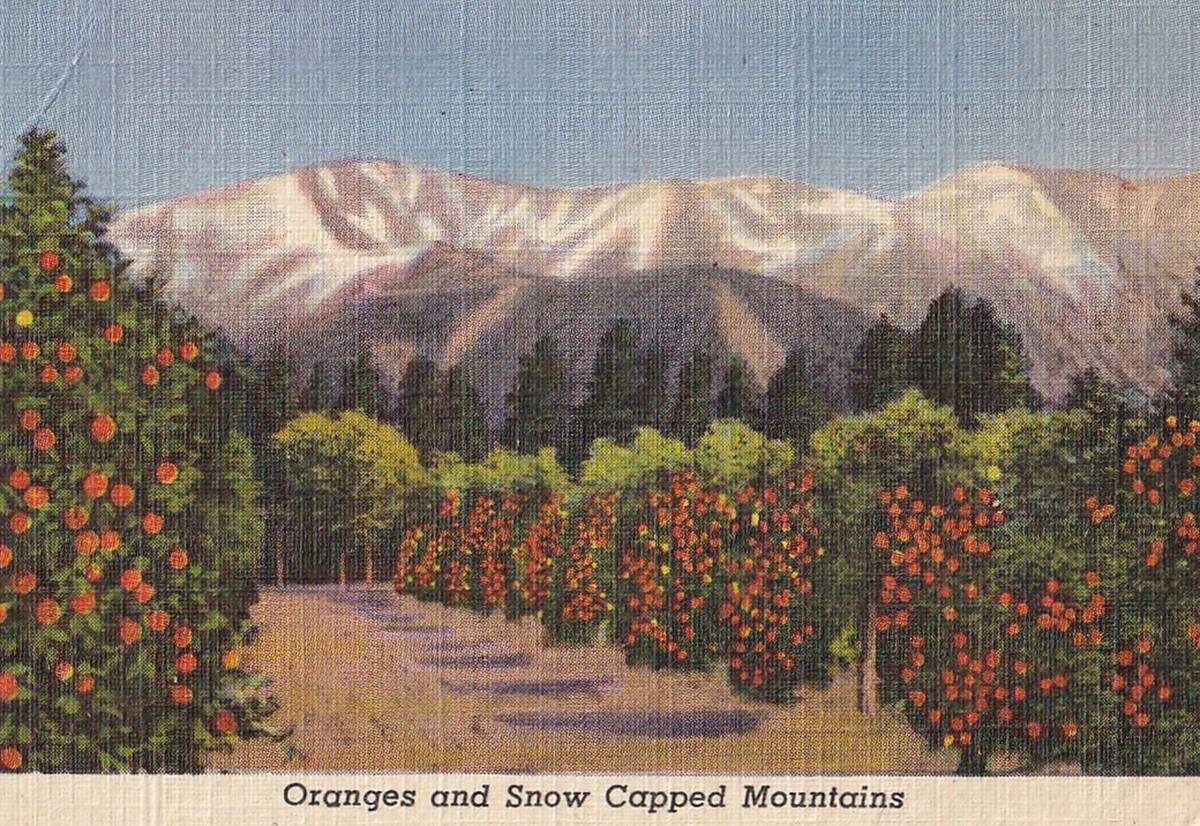 Vintage souvenir postcard, Orange Groves, Los Angeles Souvenir Views series, 1940