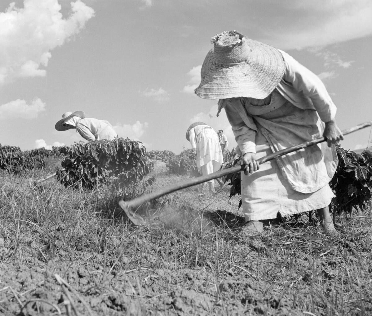 Women Planting Coffee in Brazil