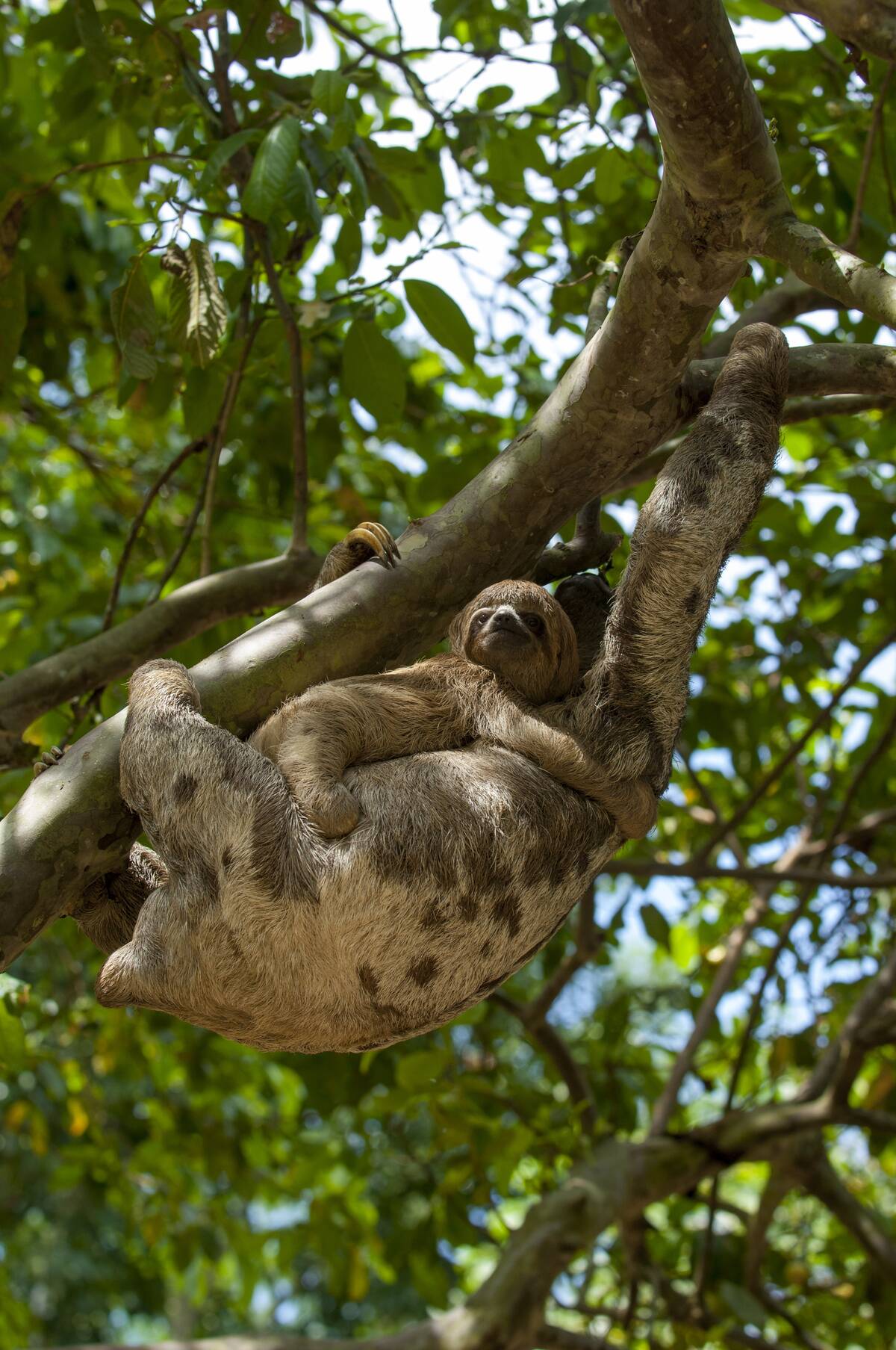 A Three-toed sloth (bradypus tridactylus) carrying a baby in