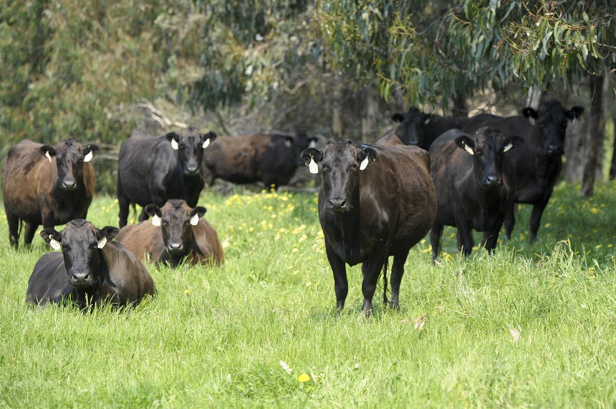 Cattle And Feeding At Blackmore Wagyu Farm