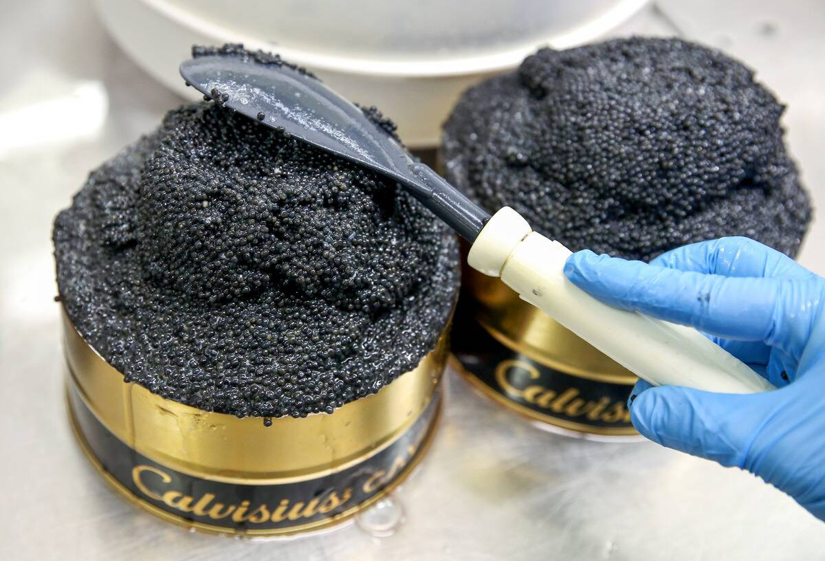 Caviar Production At Agroittica Lombarda SpA, Europe's Biggest Producer