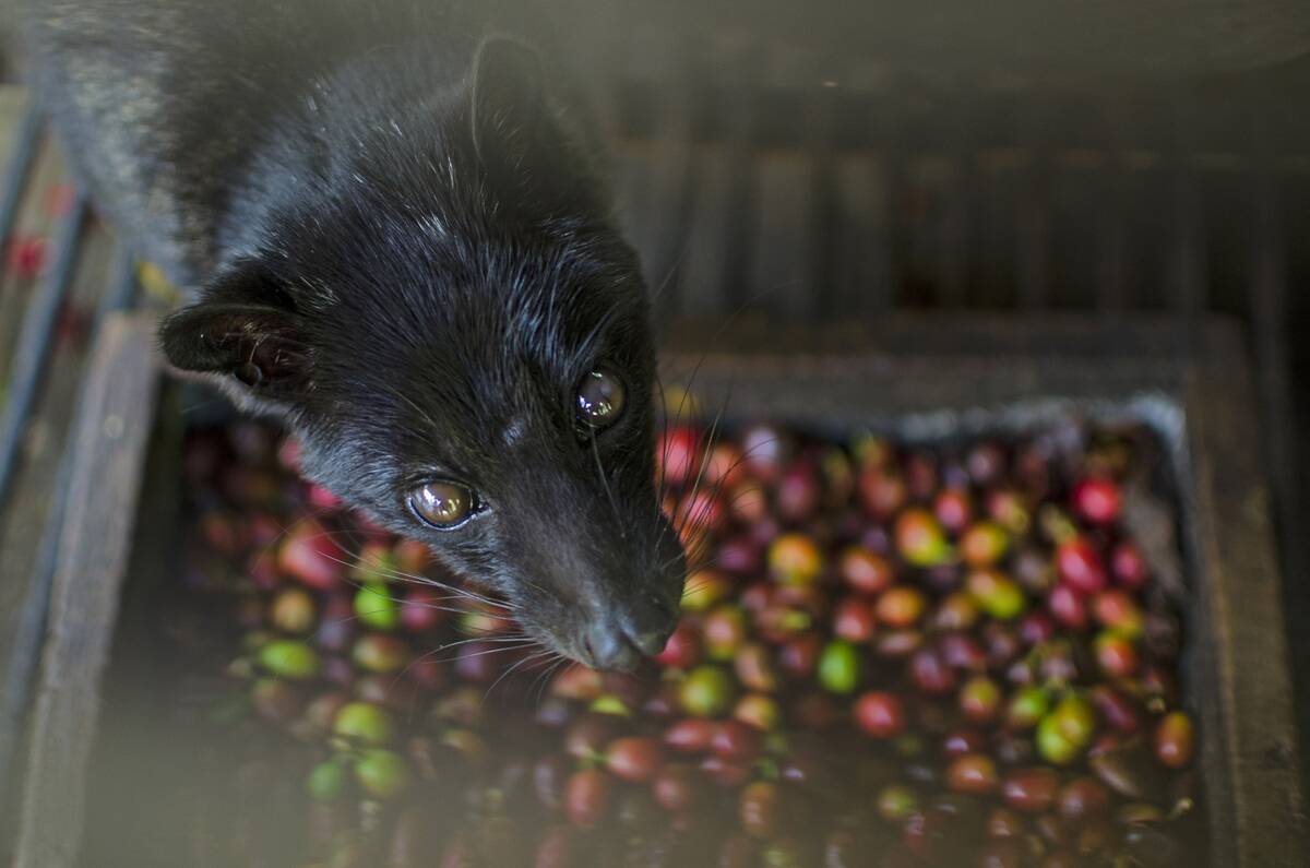 Civet and Coffee Plantation in Bali