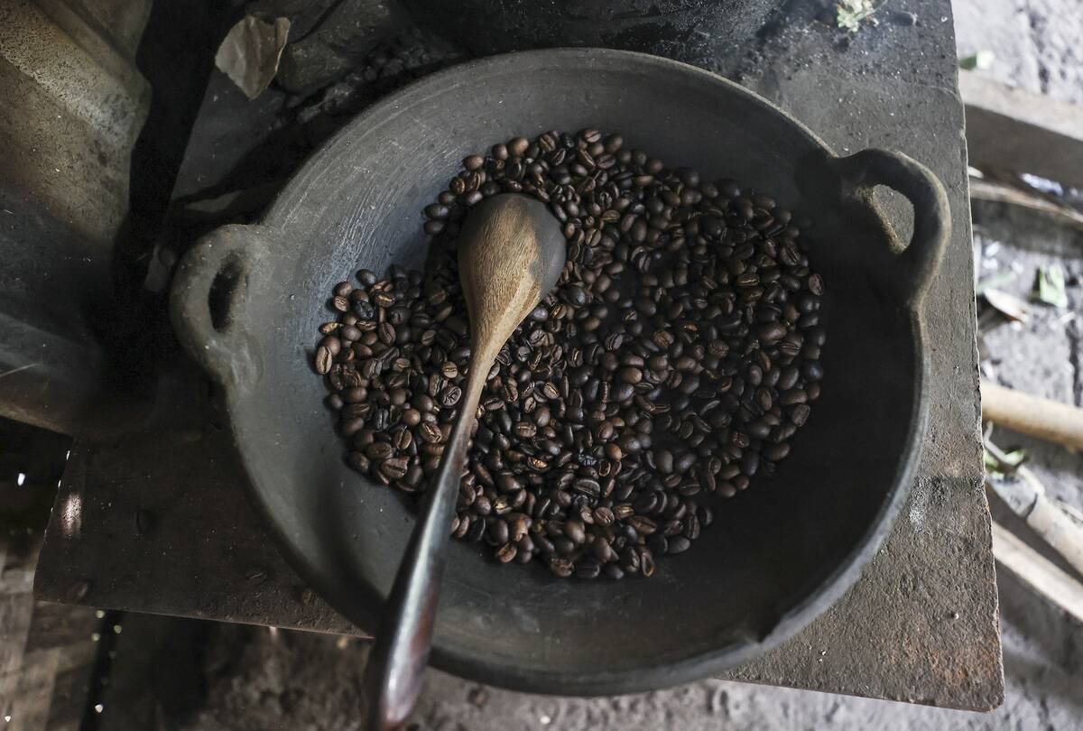 Civet coffee process in Bali