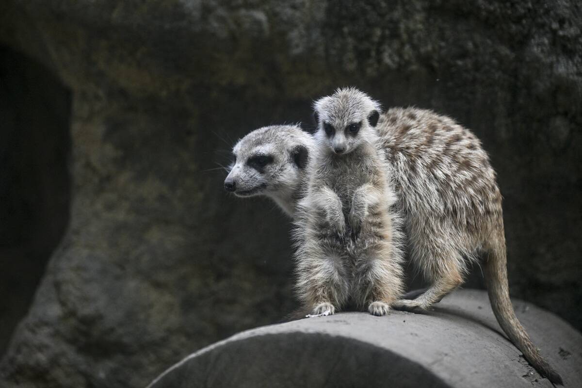 COLOMBIA-ZOO-MEERKAT