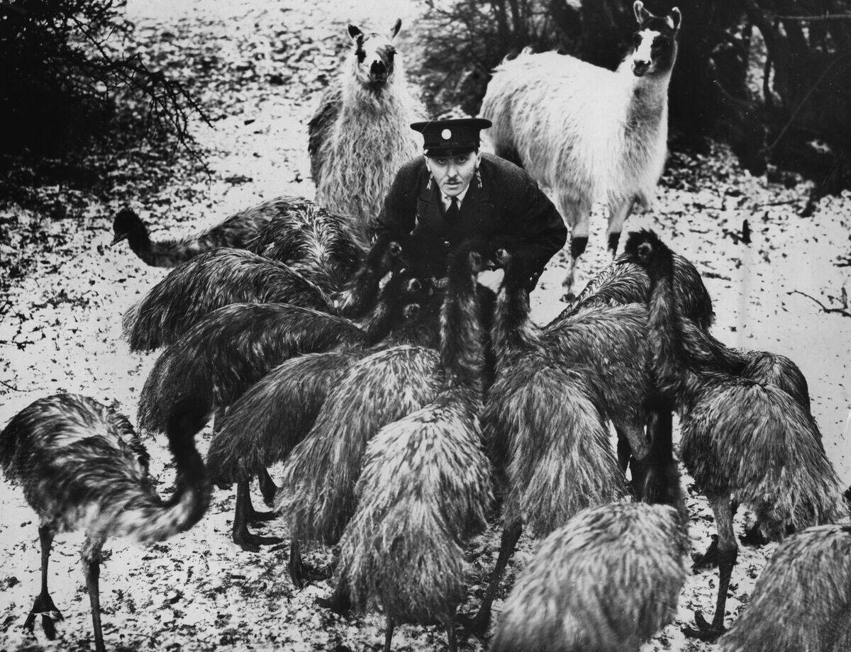 Emus And Llamas