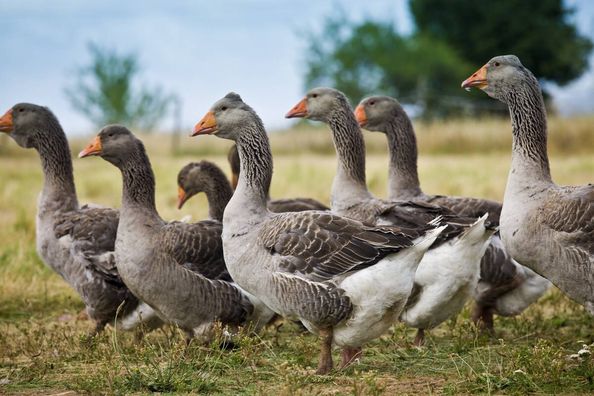 Geese for Foie Gras, Dordogne, France