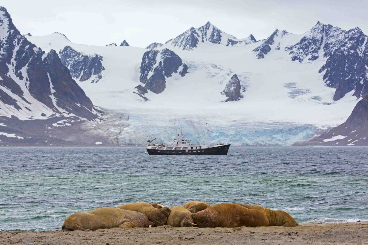 Group of walruses resting on beach in front of boat with eco-tourists.
