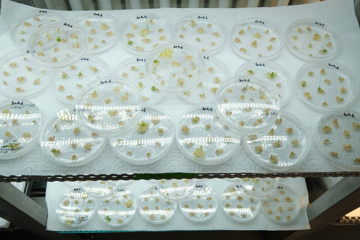 IPK Confronts Climate Change With Biodiversity In Agriculture