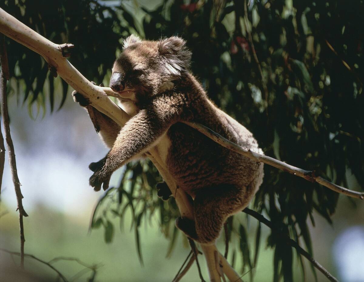 Koala (Phascolarctos cinereus) sleeping on tree