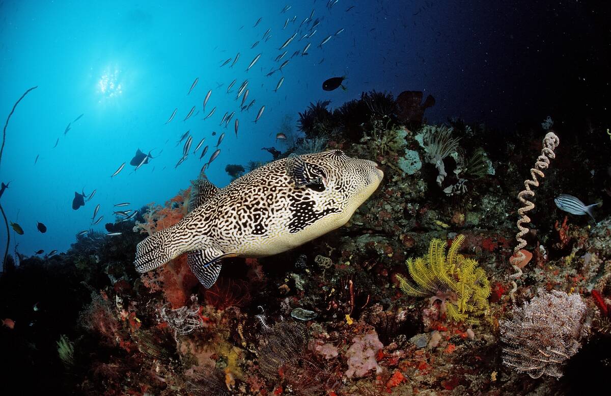 Map puffer, Arothron mappa, Bali, Indian Ocean, Indonesia