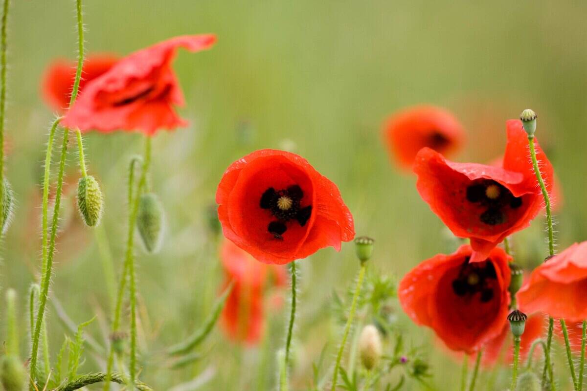 Poppy Meadow, Gloucestershire, UK
