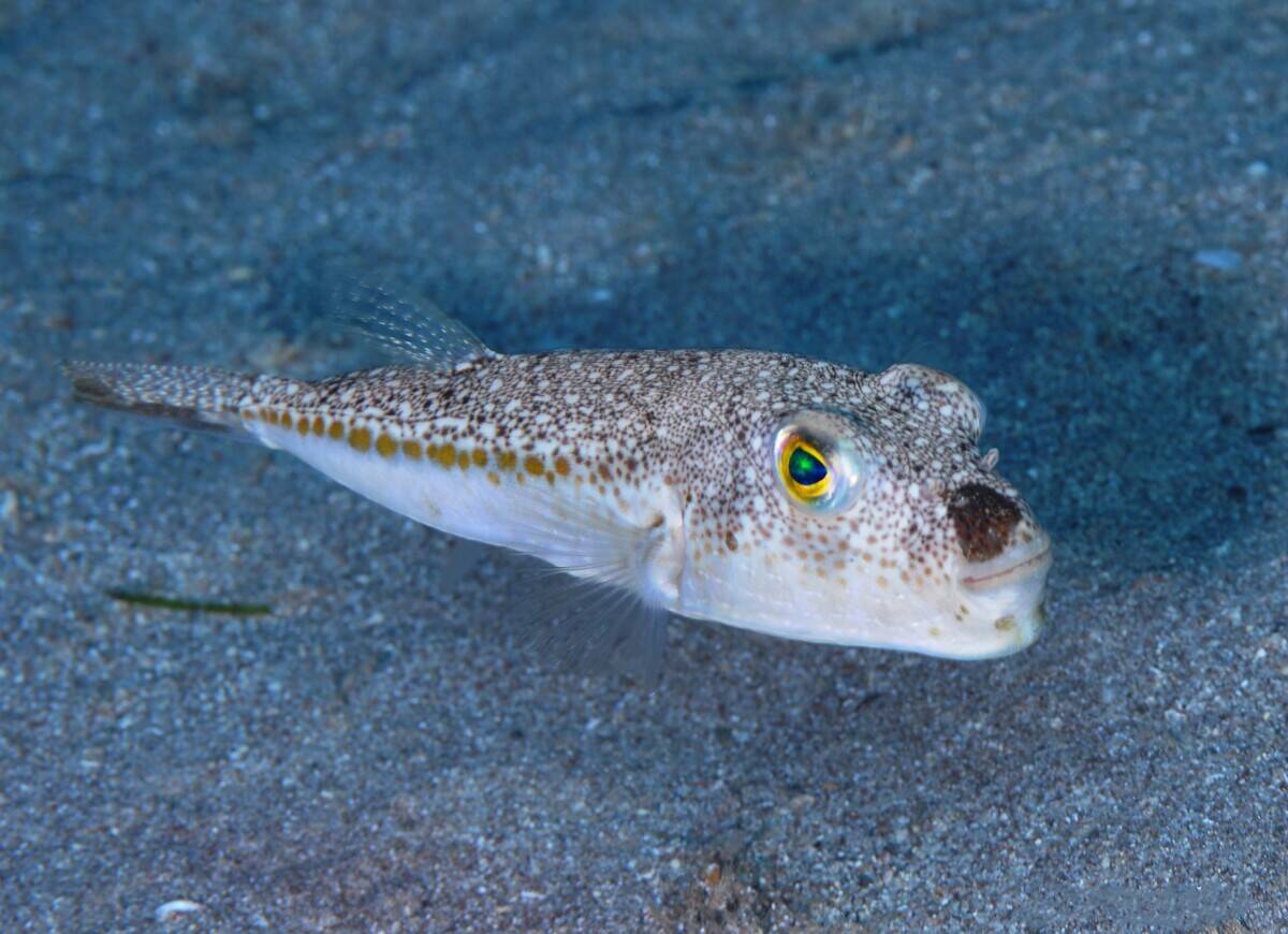 Pufferfish damage the ecology and economy of Mediterranean