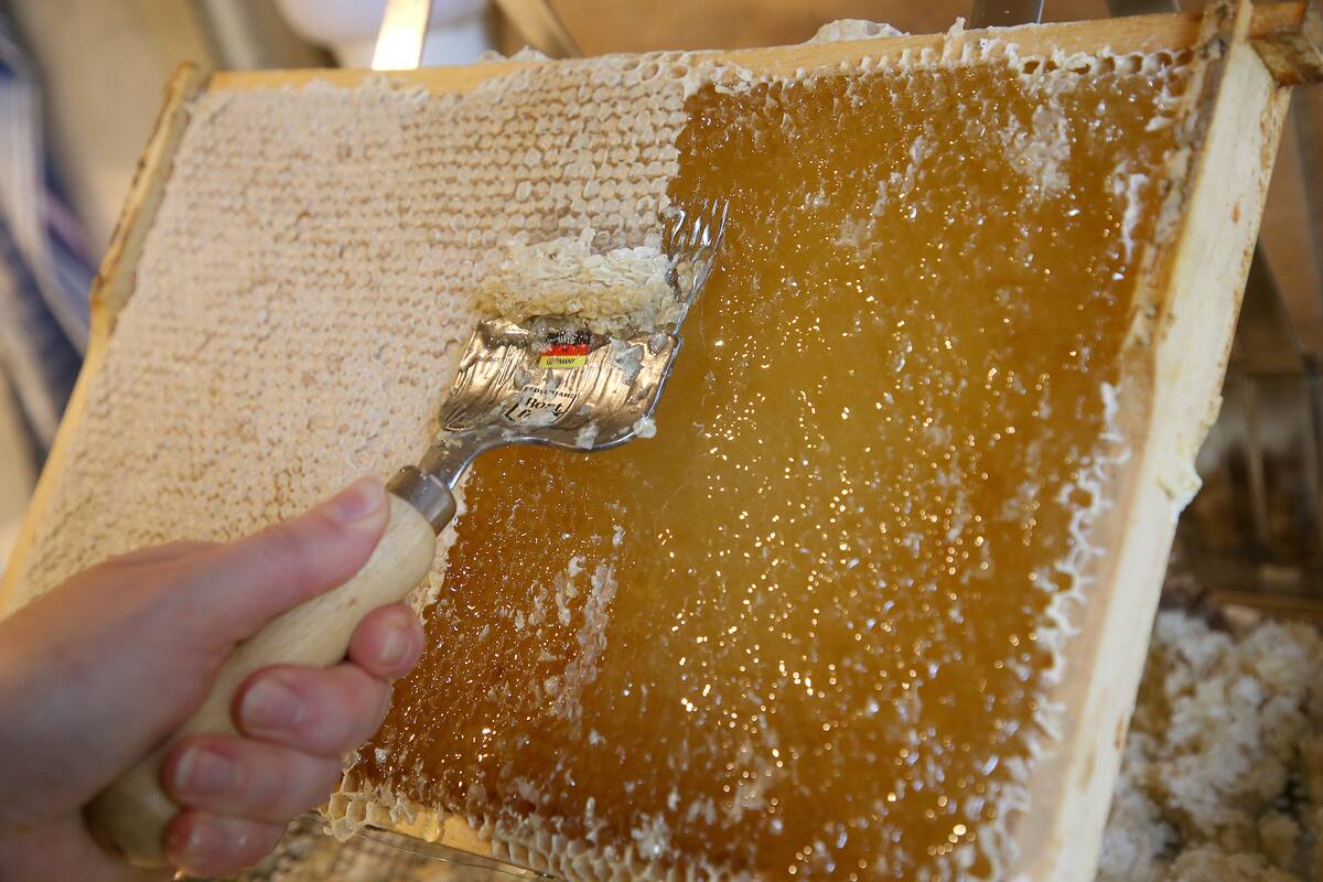 Queen bee on the brood frame