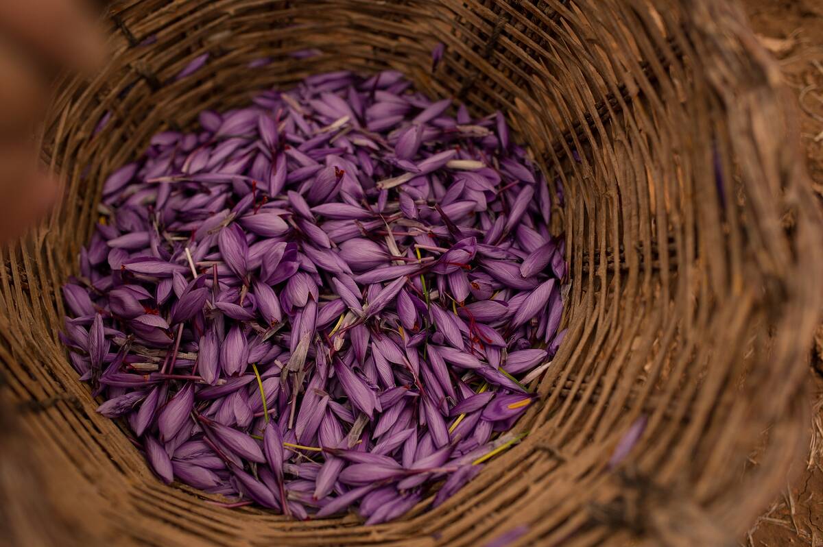 Saffron Harvest In Castilla La Mancha Region
