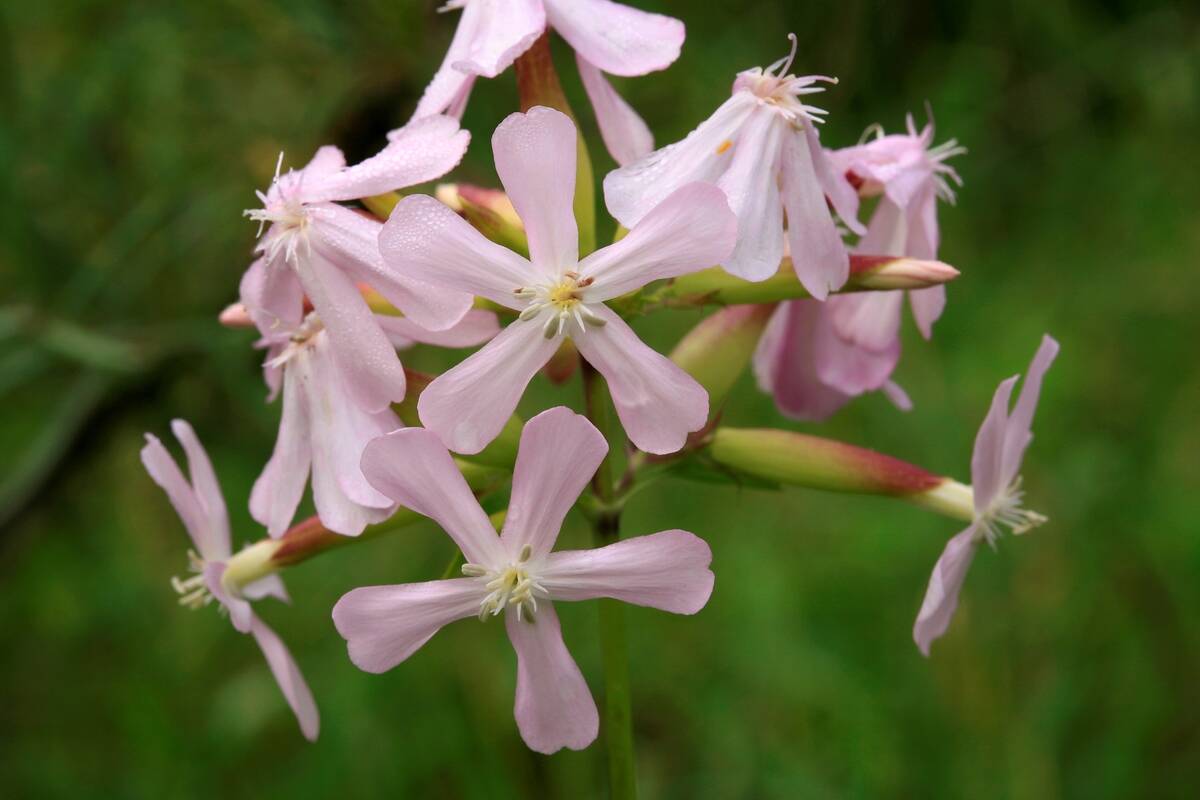 Saponaria Officinalis. Soapwort