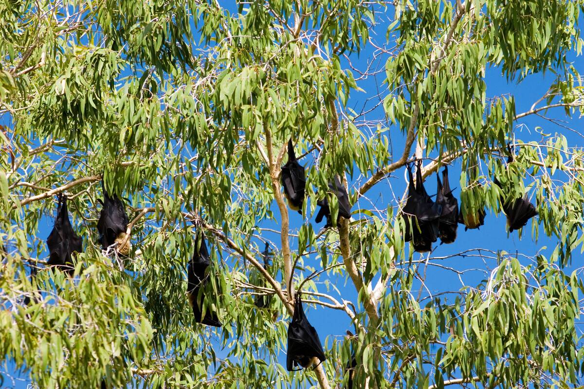 Spectacled Flying Fox Bats, Australia