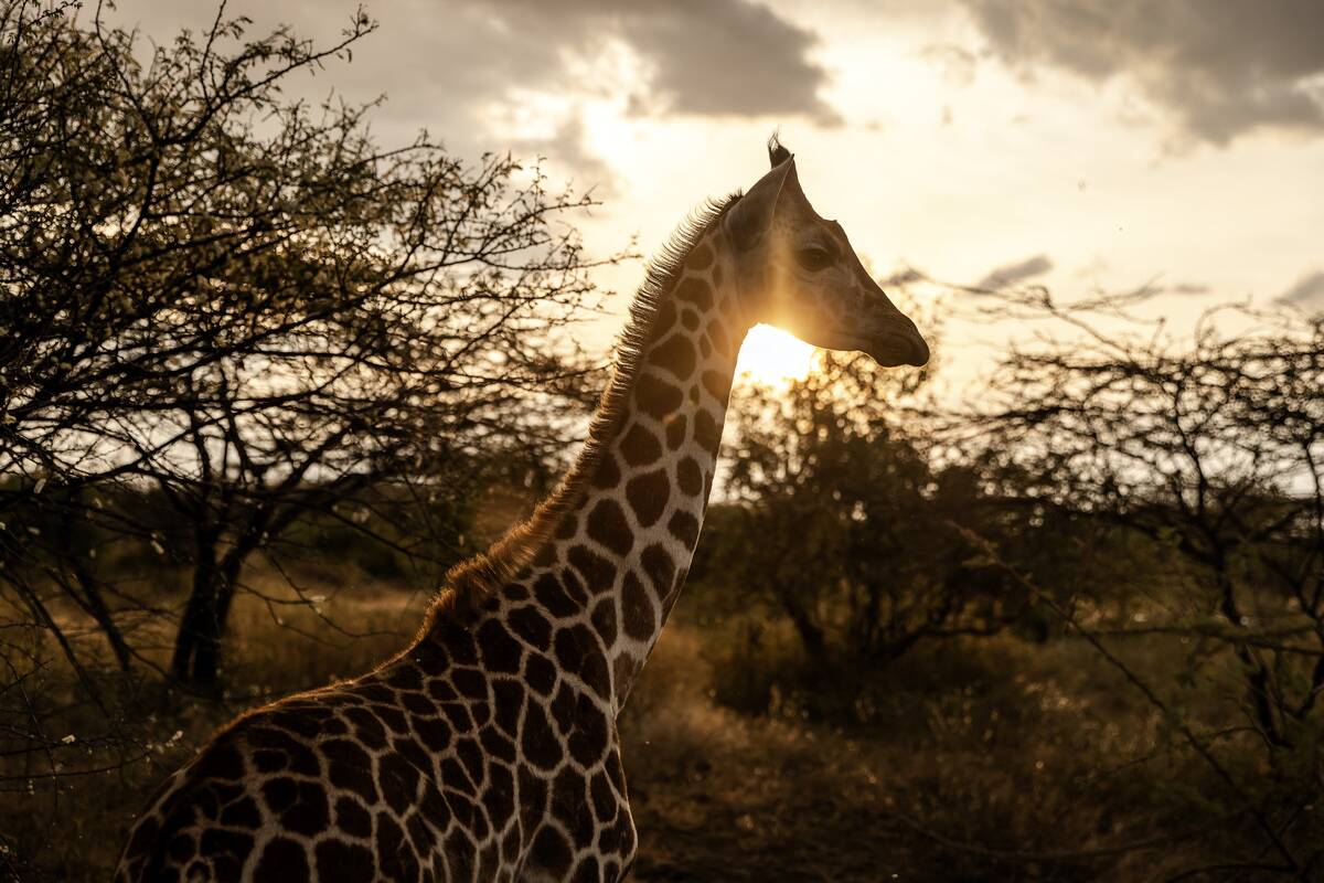 TOPSHOT-KENYA-CONSERVATION-TRANSLOCATION-GIRAFFE