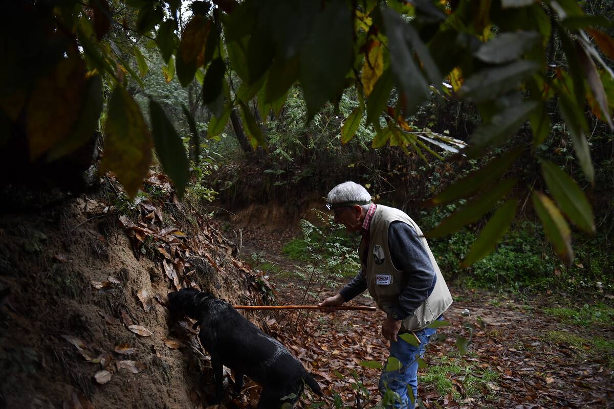 Truffle Hunting In Piemonte