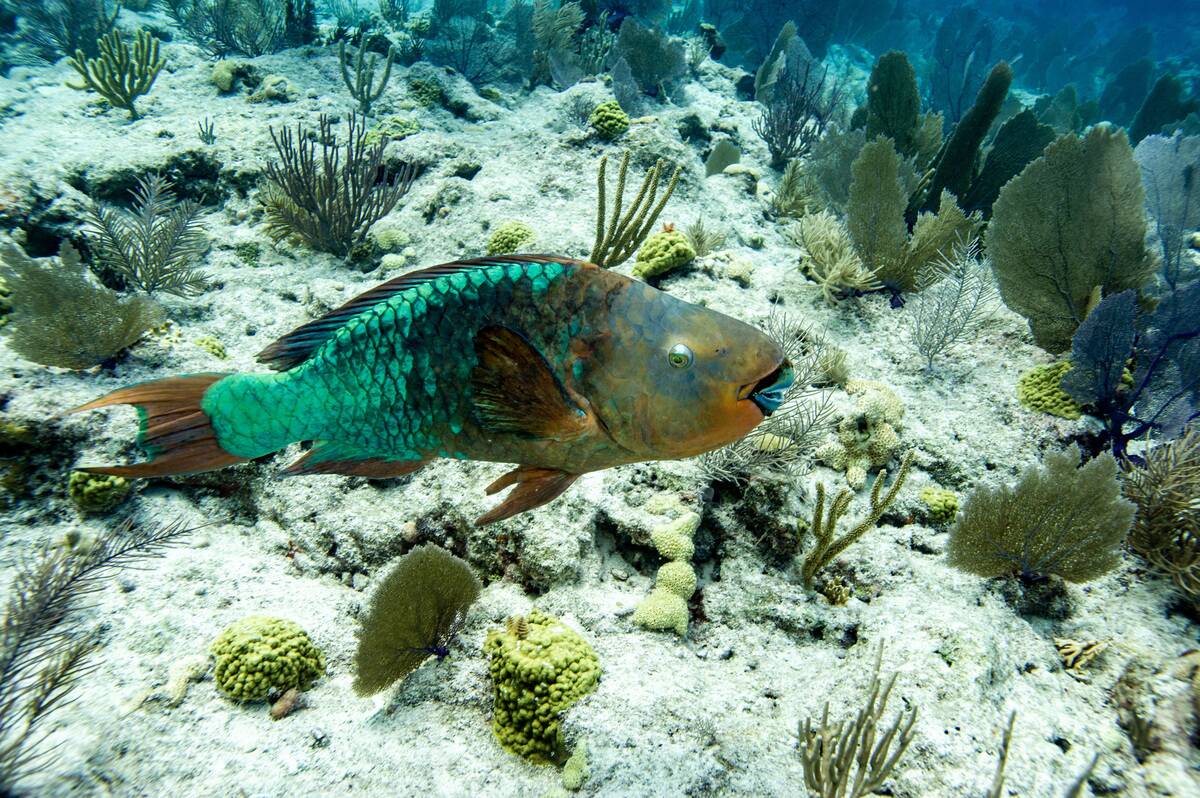 US-ENVIRONMENT-DIVING-CORAL