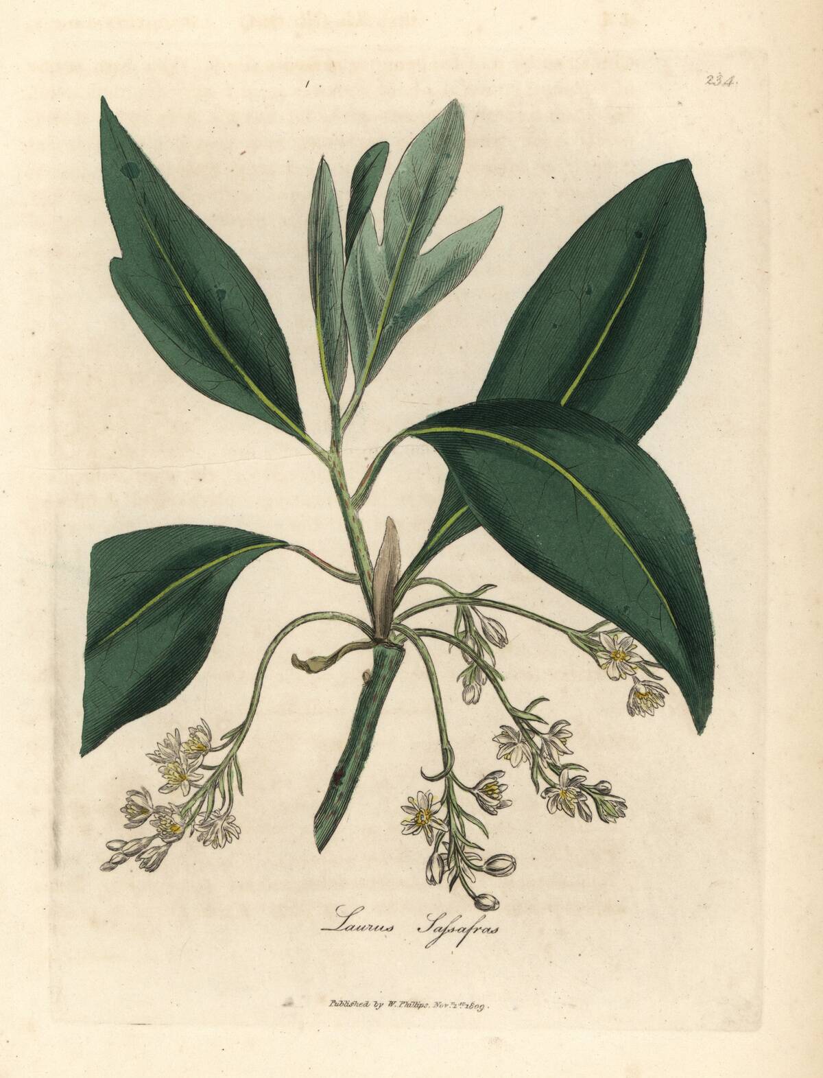 White flowered branch of the Sassafras tree