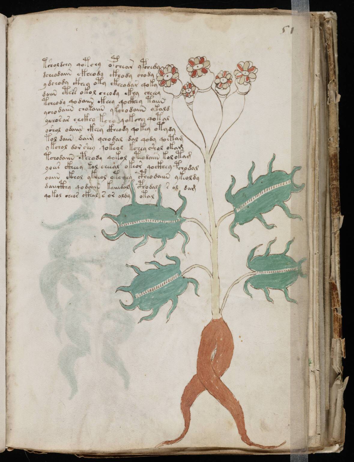 Voynich_Manuscript_(101)