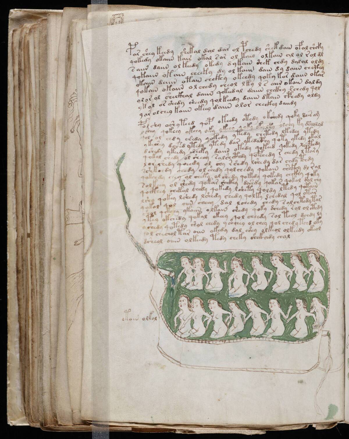 Voynich_Manuscript_(148)