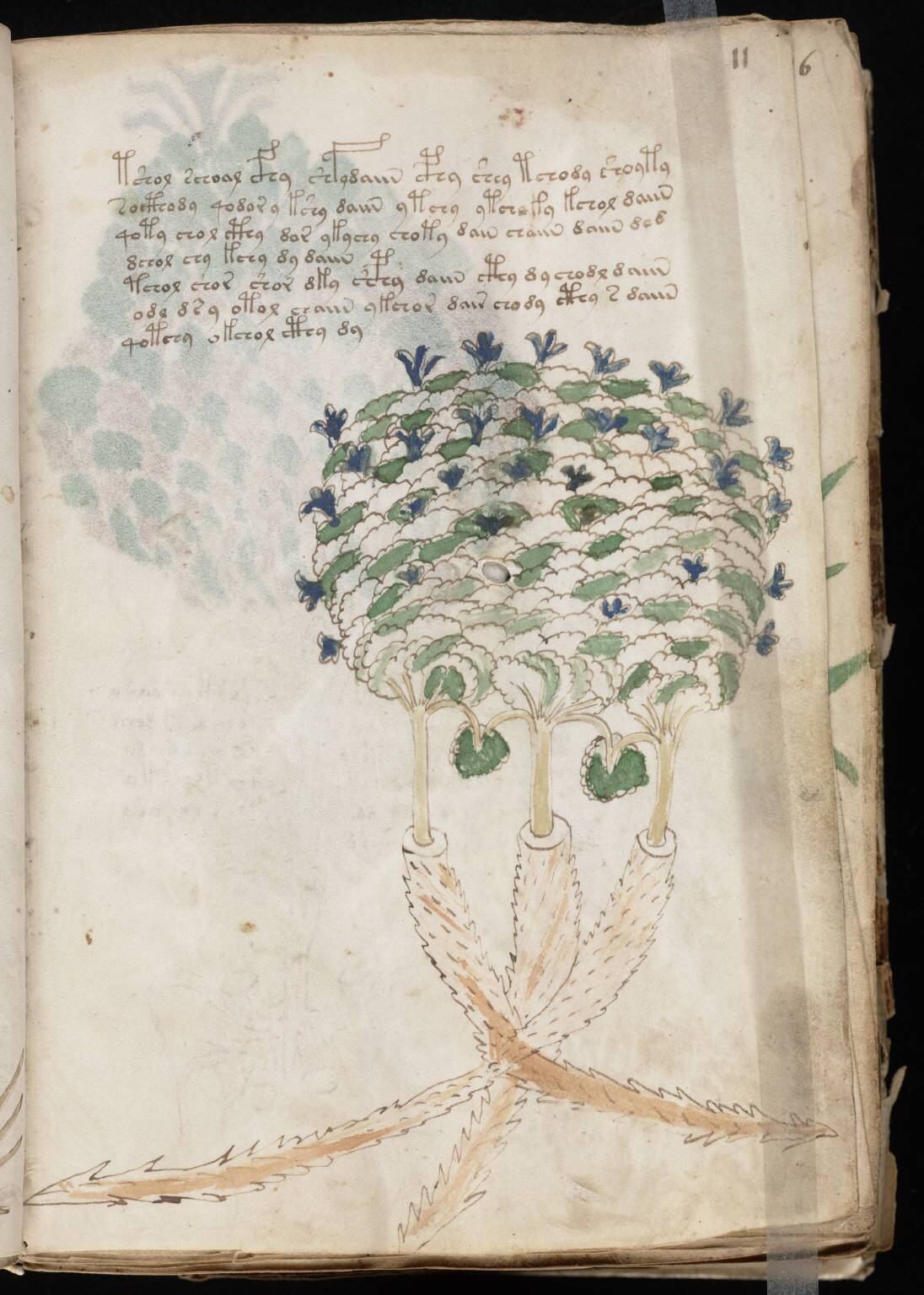 Voynich_Manuscript_(23)