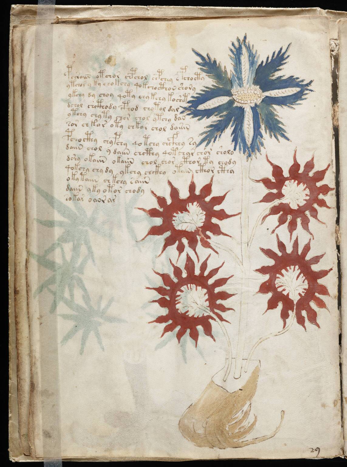 Voynich_Manuscript_(32)