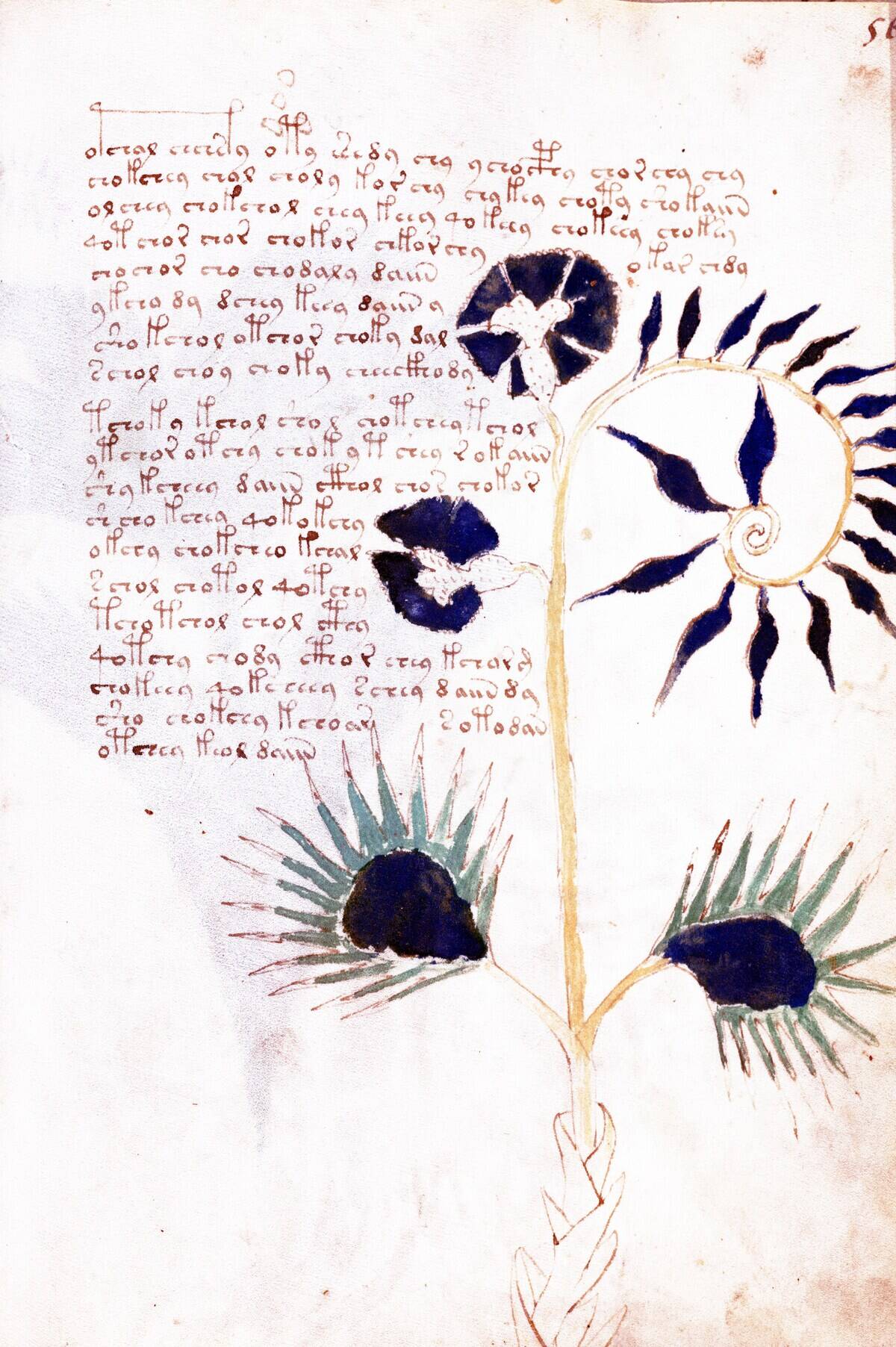 Page from The Voynich Manuscript.
